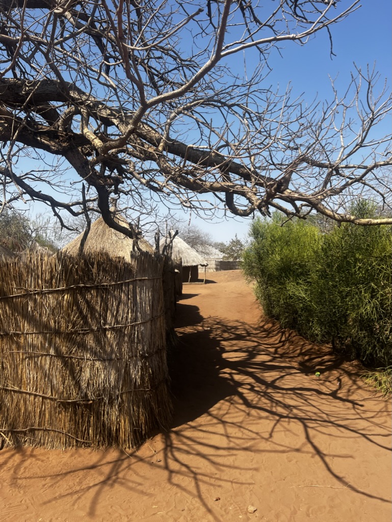 Africa Trip Magnolia Bluebird Danielle Couick