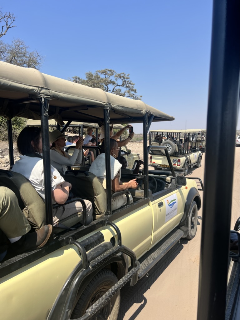 Africa Trip Magnolia Bluebird Danielle Couick